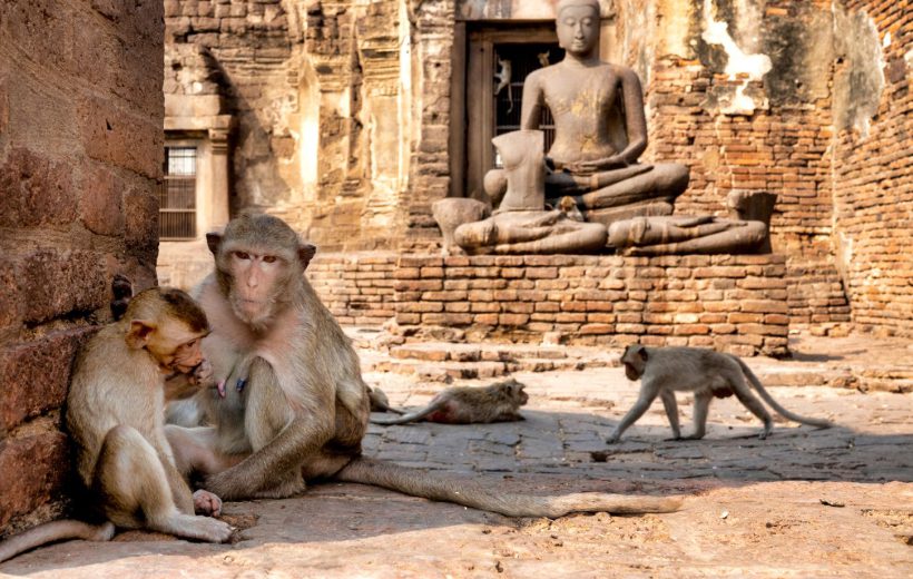 Lopburi Monkey Temple & Ancient Ayutthaya