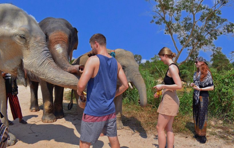 Private Elephants Care & Sanctuary of Truth Pattaya - From Bangkok